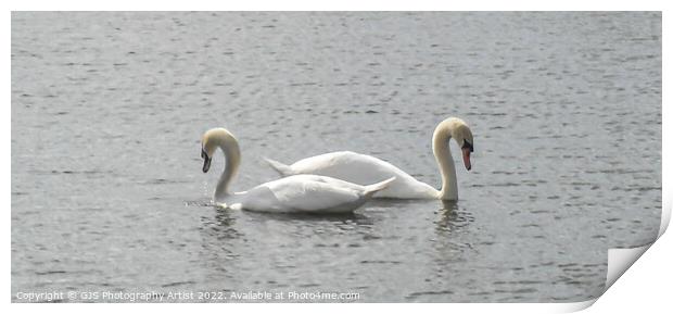 Swans Back to Back Print by GJS Photography Artist