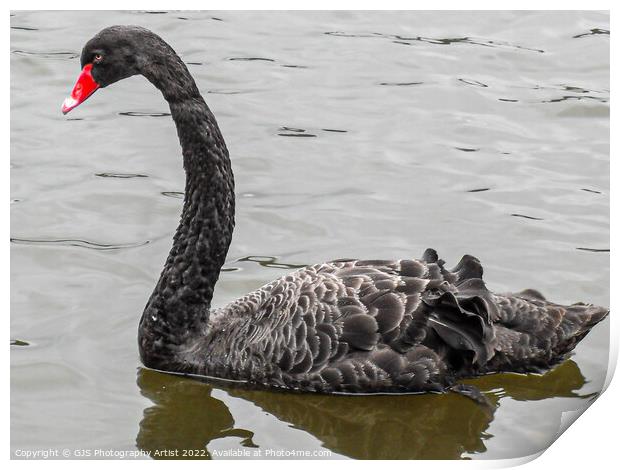 Australian Black Swan Print by GJS Photography Artist