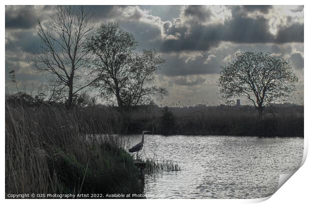 Majestic Heron Hunting Print by GJS Photography Artist