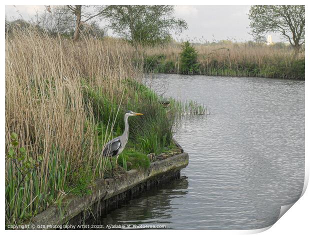 Heron Waterside Print by GJS Photography Artist