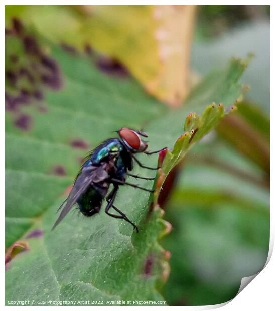 Common Green Bottle Fly Macro Print by GJS Photography Artist