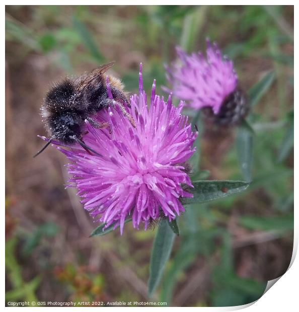 Specs of Pollen Print by GJS Photography Artist