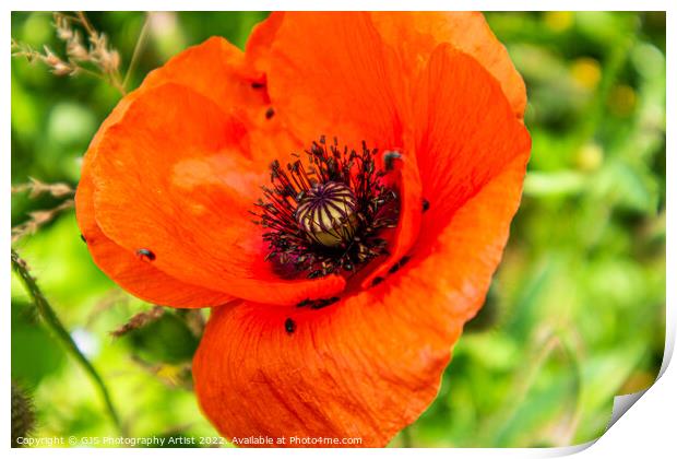 Poppy and Bug Seeds Print by GJS Photography Artist