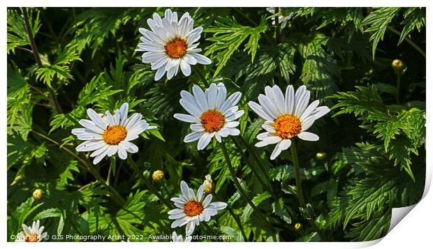 Like A Constellation of Daysies Print by GJS Photography Artist