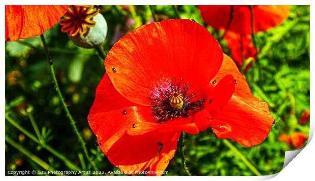 More Poppy Bugs Print by GJS Photography Artist