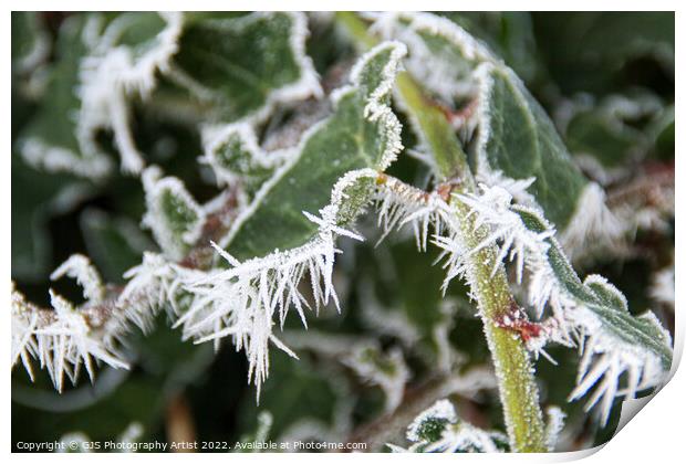 Frosty needles dancing Print by GJS Photography Artist