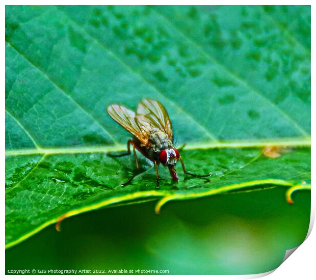 Vivid Alien Insect Print by GJS Photography Artist