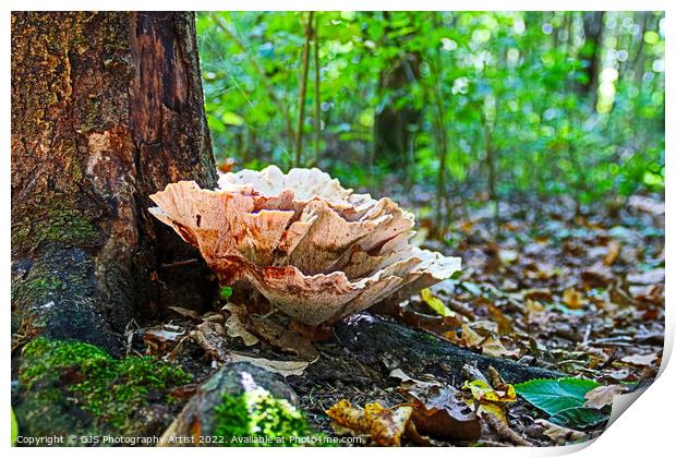 Woodland Cabbage  Print by GJS Photography Artist