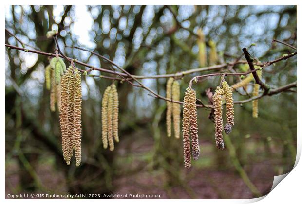 Delicate Catkins Dance in the Wind Print by GJS Photography Artist