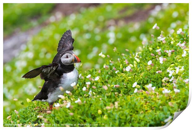 atlantic puffin Print by Christian Lademann