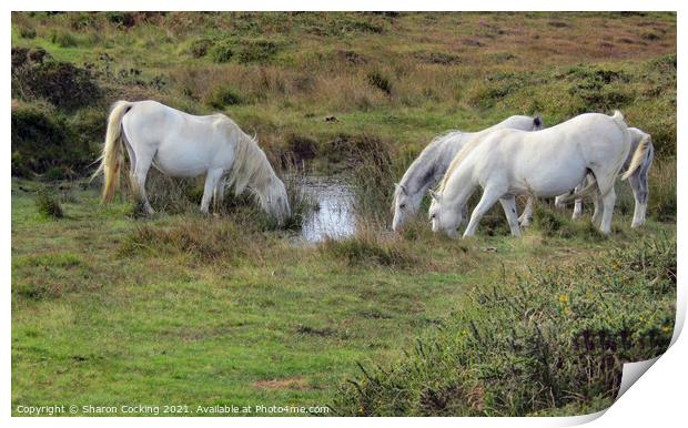 White horses on the moors drinking from small lake Print by Sharon Cocking