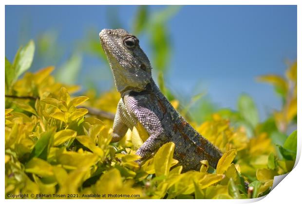 A close up of a lizard Print by El-Mari Tosen