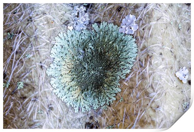 Lichens Print by Antonio Ribeiro