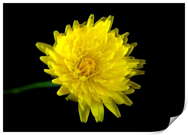 Catsear Bright Yellow Flower  Print by Antonio Ribeiro