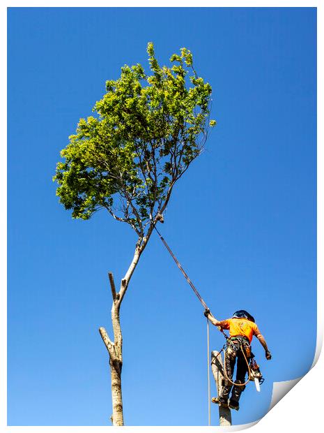 Man cutting down a big tree Print by Antonio Ribeiro