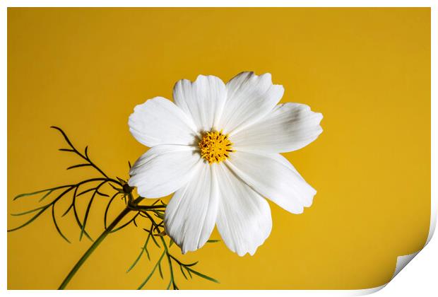 Cosmos Flower on a Yellow Background Print by Antonio Ribeiro