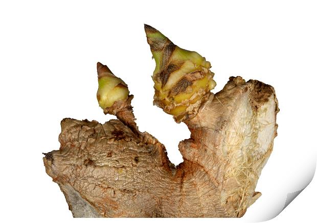 Sprouted Ginger on White Background Print by Antonio Ribeiro