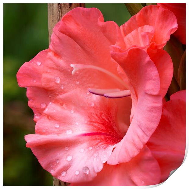 Gladiolus Flower Closeup Print by Antonio Ribeiro