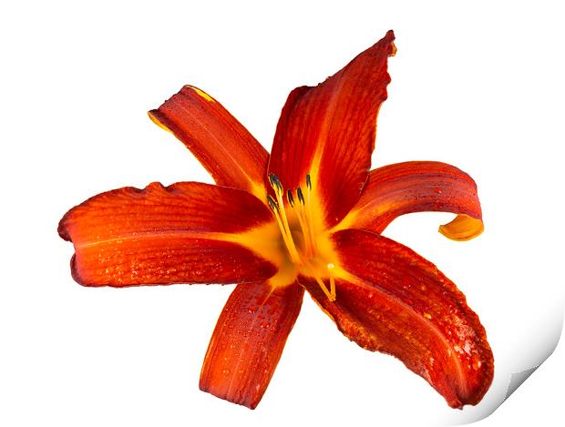 Ruby Spider Daylily in Bloom Print by Antonio Ribeiro