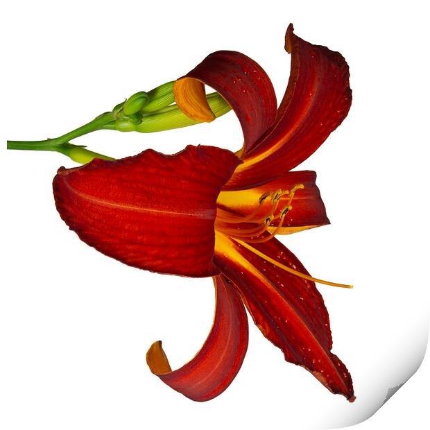 Ruby Spider Daylily in Bloom Print by Antonio Ribeiro