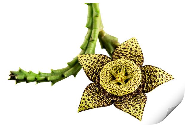 Starfish Cactus Flower Print by Antonio Ribeiro