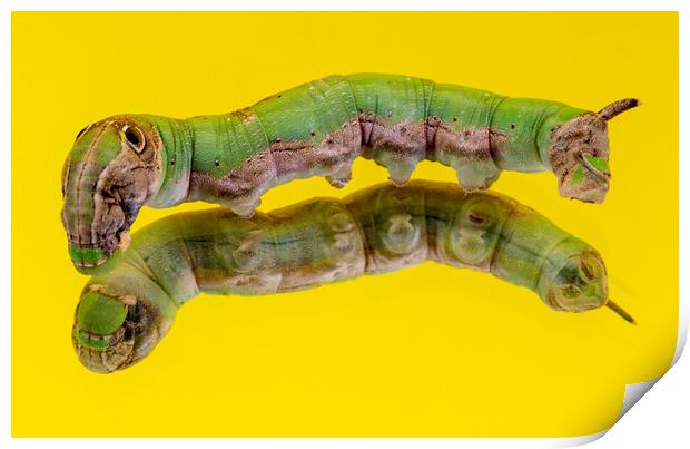 Caterpillar on a Mirror Isolated on Yellow Print by Antonio Ribeiro