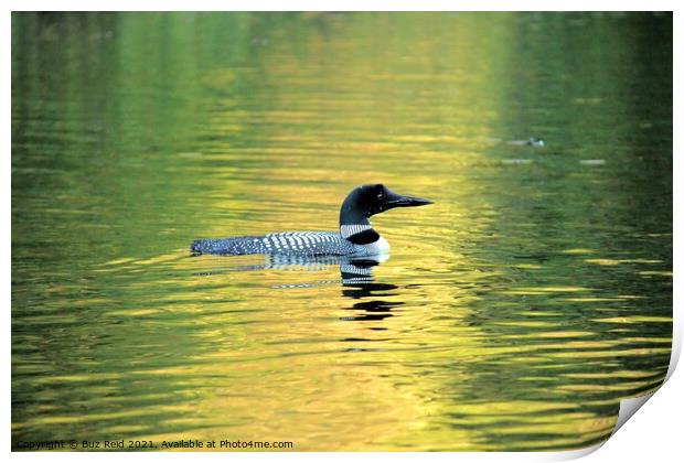Serene Canadian Loon, Calm at Sunset Print by Buz Reid