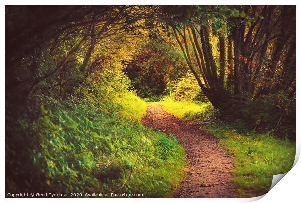 Enchanted Forest Print by Geoff Tydeman