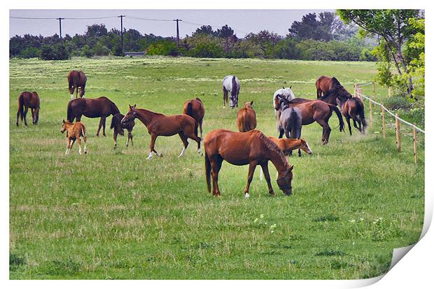 Horses On Ranch Print by Ferenc Kalmar