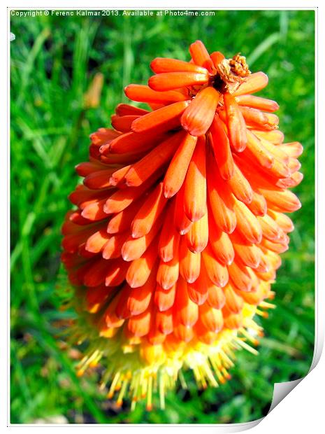 Red hot poker Print by Ferenc Kalmar