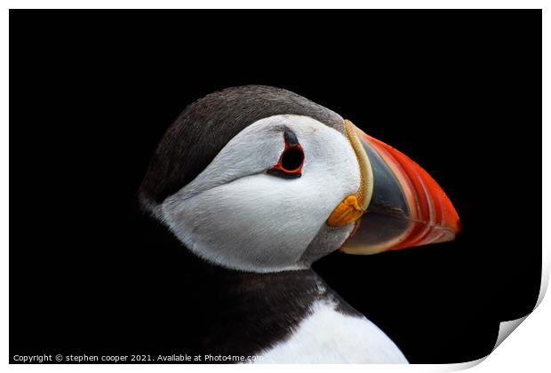 puffin Print by stephen cooper