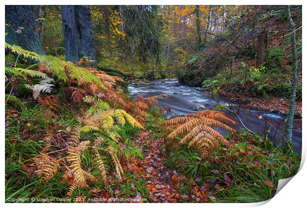 autumn colours Print by stephen cooper