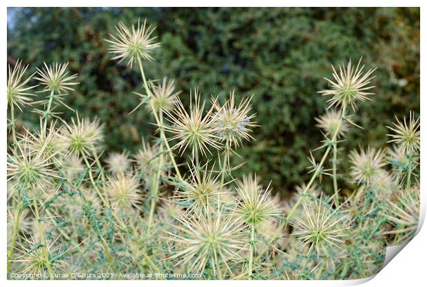 Thorny plants with thorny flowers  Print by Lucas D'Souza