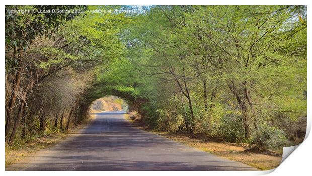 A country road with tree canopy Print by Lucas D'Souza