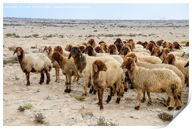 Flock of sheep in the desert Print by Lucas D'Souza