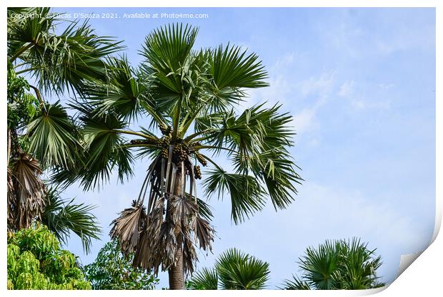 Palmyra fruit palms Print by Lucas D'Souza