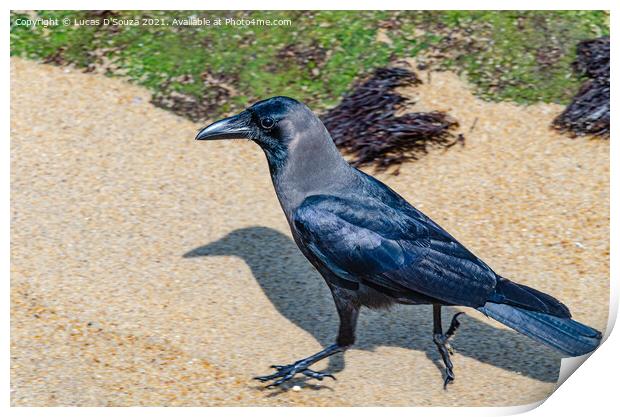 House crow Print by Lucas D'Souza