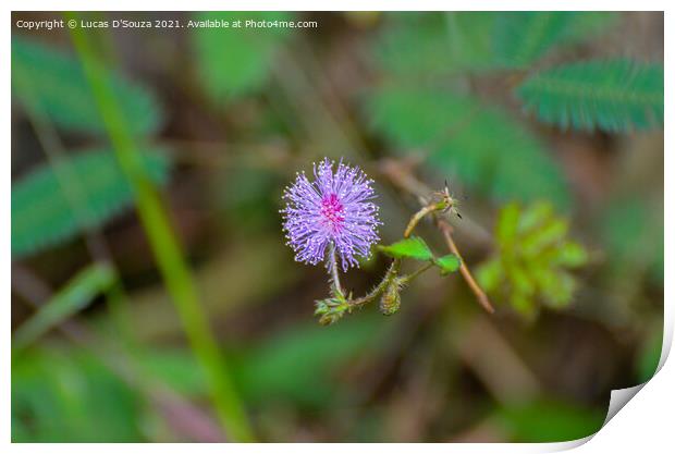 Wild flowers Print by Lucas D'Souza