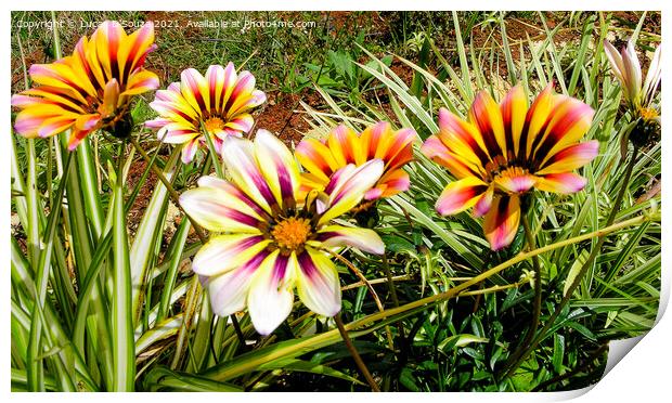 Gazania flowers Print by Lucas D'Souza