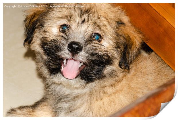 Cute fluppy Tibetan Lhasa puppy Print by Lucas D'Souza