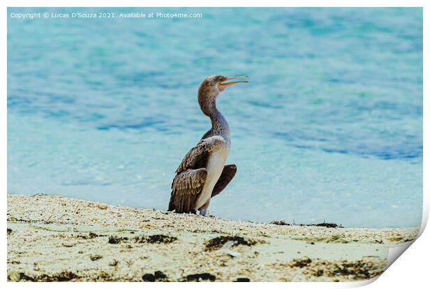 Cormorant bird on the beach Print by Lucas D'Souza