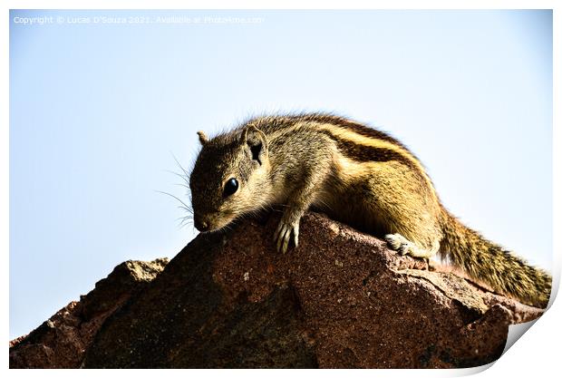 Squirrel Print by Lucas D'Souza