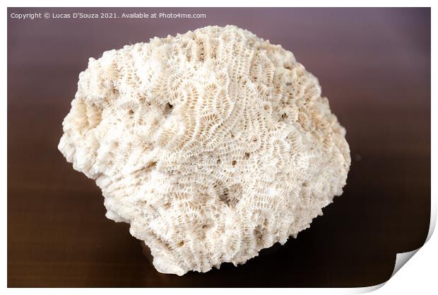 Intricate patterns on a coral fossile Print by Lucas D'Souza