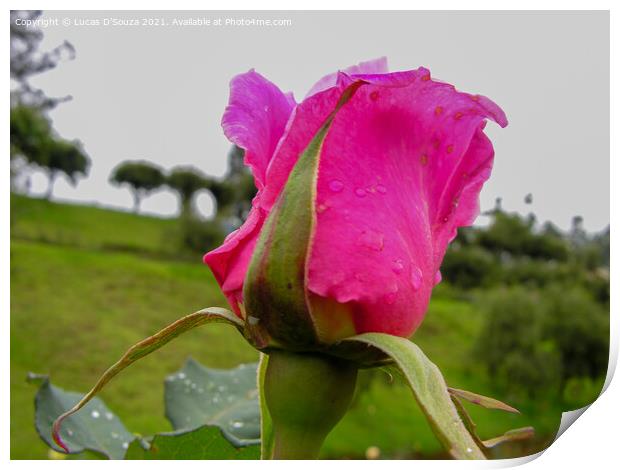 Pink Rose Print by Lucas D'Souza