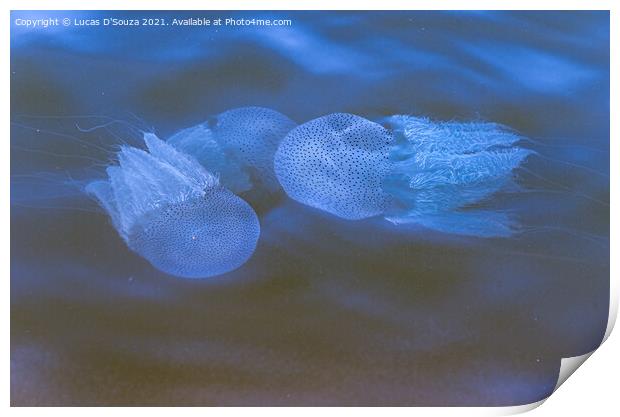 Fluorescent jelly fish  Print by Lucas D'Souza