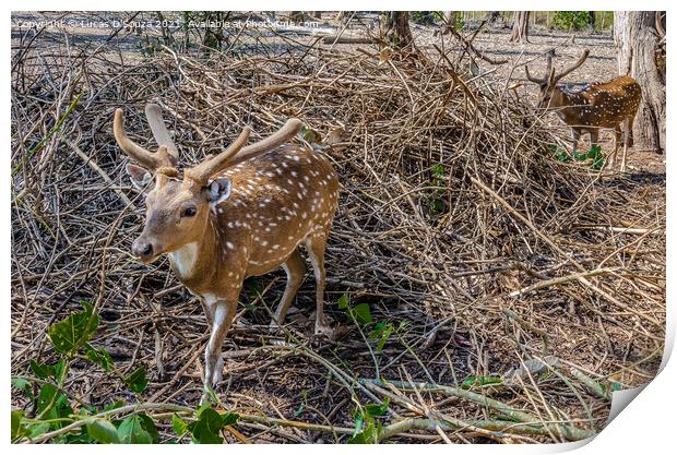 Deers Nisargadhama forest park at Kushalnagar, India Print by Lucas D'Souza