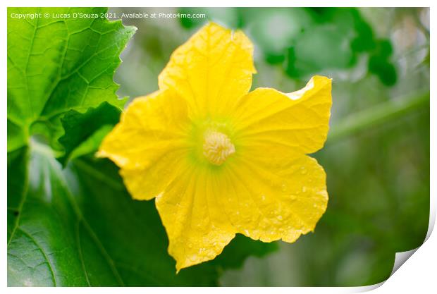 Ash gourd flower vine and leaves Print by Lucas D'Souza