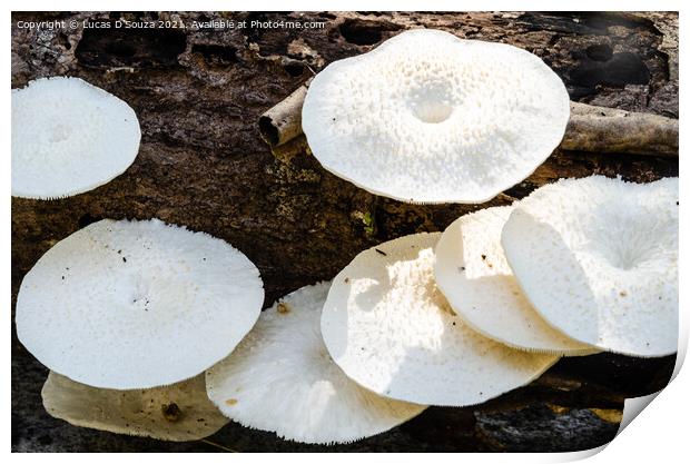 White mushrooms on a dead wood Print by Lucas D'Souza