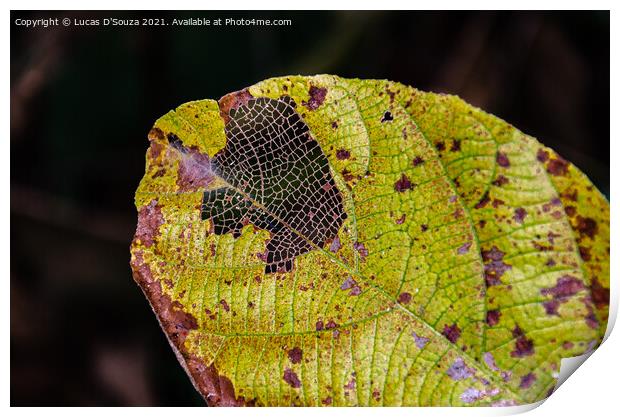 Pattern of leaf veins Print by Lucas D'Souza