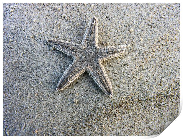 Dead star fish on the beach Print by Lucas D'Souza